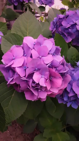 紫陽花と蝸牛さんのアイコン