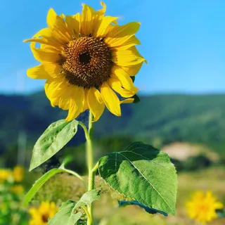 *花音*・.・*☆さんのアイコン