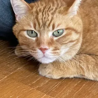 らっこさんのアイコン