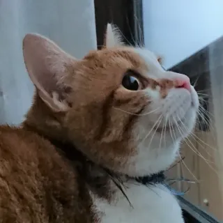 晴れのちダンゴムシさんのアイコン