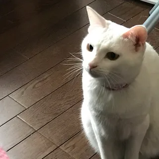 あきくくくくさんのアイコン