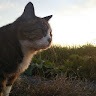 狛猫