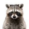 野生のおじさん