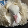鳩の化身