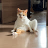 ねこのて