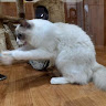 雪