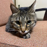ションボリ猫