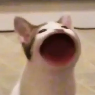 생텍쥐