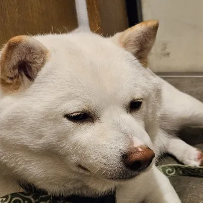 ケン