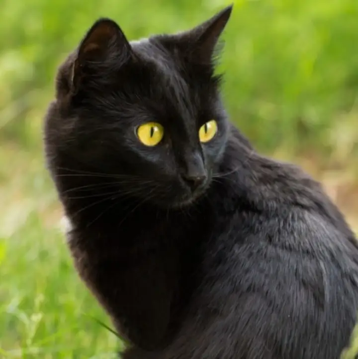 83猫