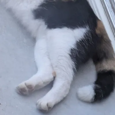 ねっこふ