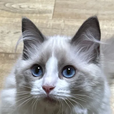 フォルセティ