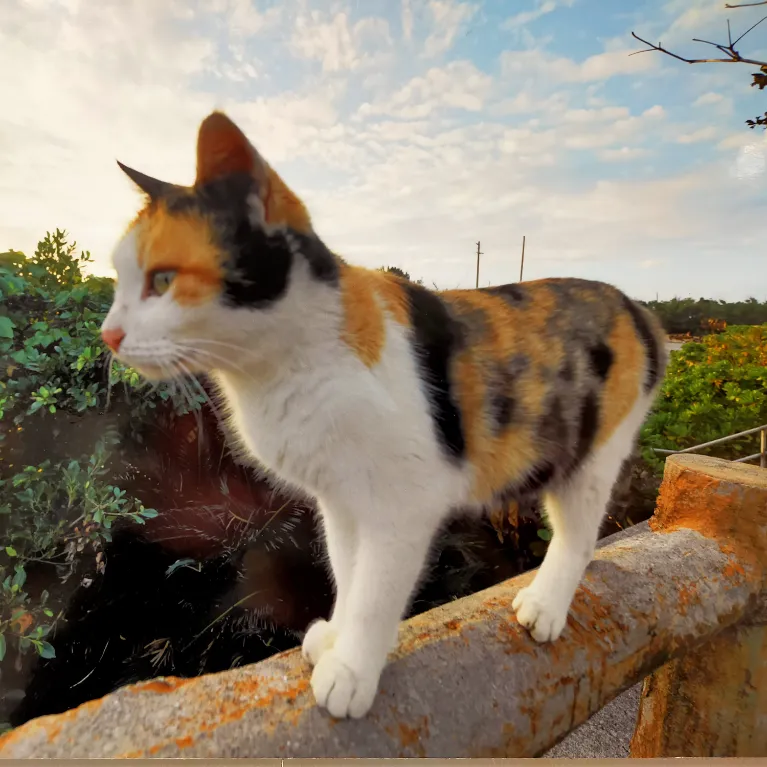 のらねこ