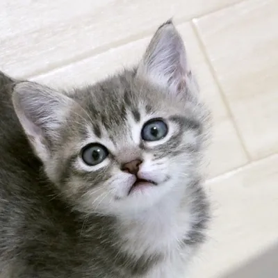ニャンコスキー