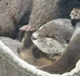 かず