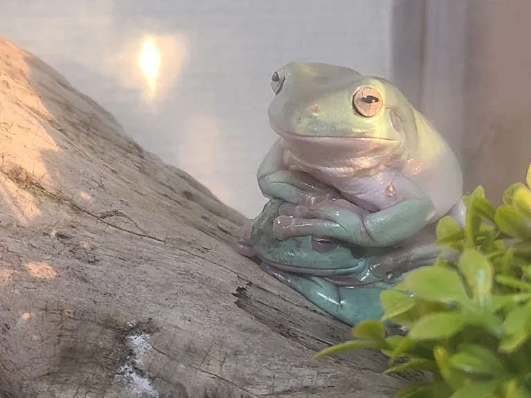 おっぴ