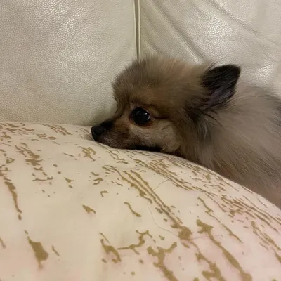 のりのり