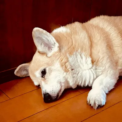 ころ