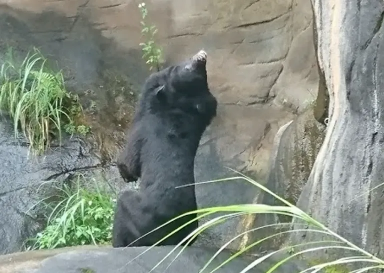 くまねこ