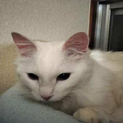 竜猫