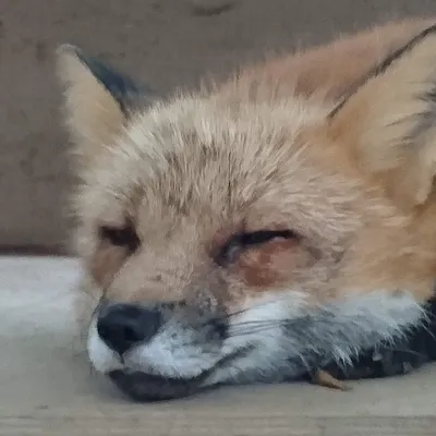 オルト